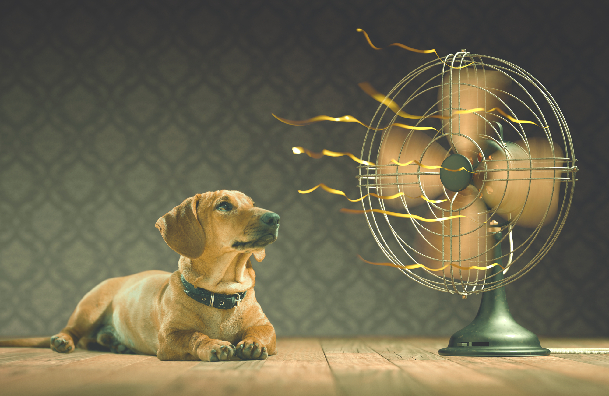 Fixmyhome How To Keep Your Pets Cool
